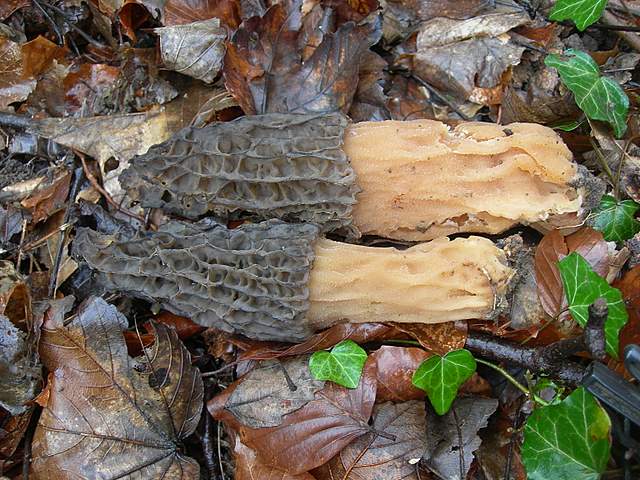 Alla ricerca della spugnola acuminata